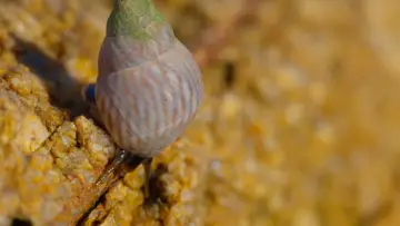 Задник к фильму "Shells: Shaped by Nature" #1159093