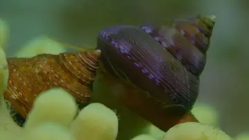 Задник к фильму "Shells: Shaped by Nature" #1159094