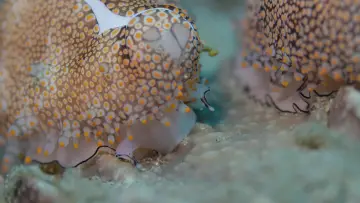 Задник к фильму "Shells: Shaped by Nature" #1159095