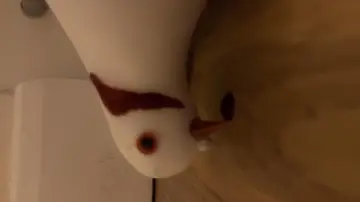 Задник к фильму "Bird, Oh Bird" #575253