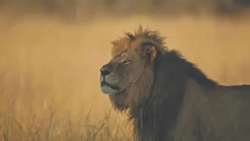 Задник к фильму "Cecil" #745938