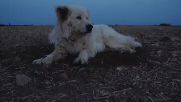 Задник к фильму "Crau" #777551