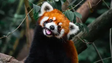 Задник к фильму "Wild Asia: Life at Extremes" #1174985