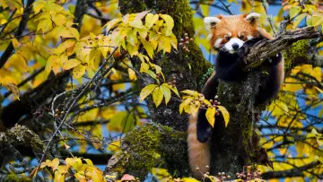 Задник к фильму "Wild Asia: Life at Extremes" #1174987