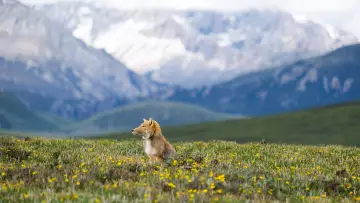 Задник к фильму "Wild Asia: Life at Extremes" #1174988