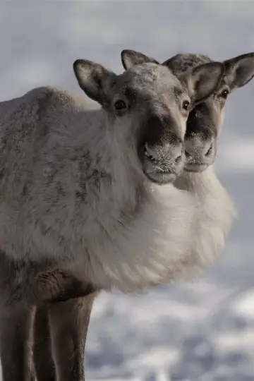 Постер к фильму "Caribou Nation" #803028