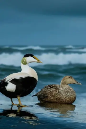 Постер к фильму "The Cry of the Eider" #803070