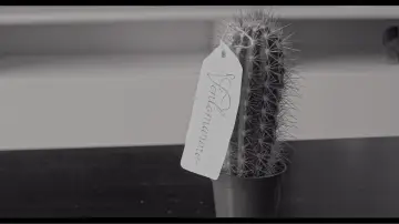 Задник к фильму "The Cactus" #1649092