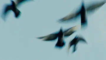 Задник к фильму "Pigeonman" #775976