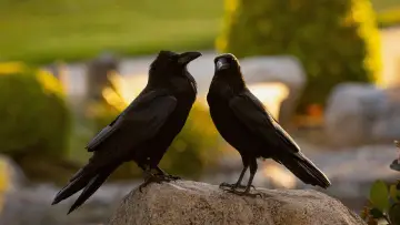 Задник к фильму "What Ravens Do" #1152622