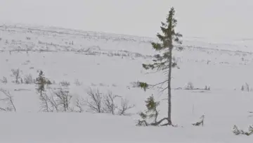 Задник к фильму "Un arbre és un arbre" #794814