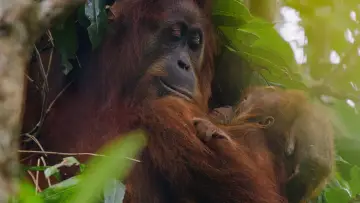 Задник к фильму "Orangutan" #776557