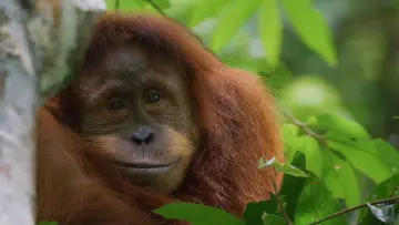 Задник к фильму "Orangutan" #776558