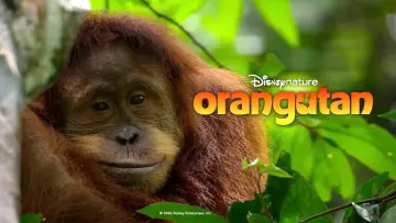 Задник к фильму "Orangutan" #817526
