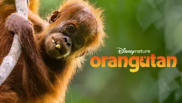 Задник к фильму "Orangutan" #817527