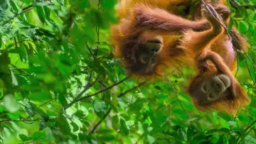 Задник к фильму "Orangutan" #912141