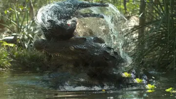 Задник к фильму "Crocodile: Australia