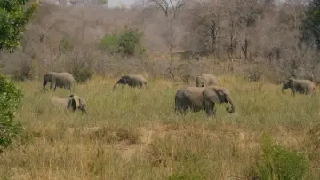 Задник к фильму "Elephant in the Room" #824529