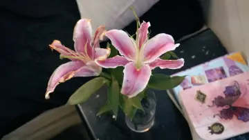 Задник к фильму "Lily" #800991