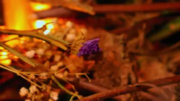 Задник к фильму "A Perfectly Okay Garden" #1143070