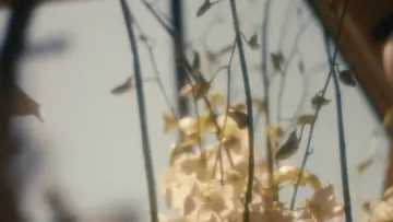 Задник к фильму "Wedding Flowers" #977412