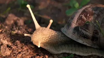 Задник к фильму "The Left Hand Snail" #1143272