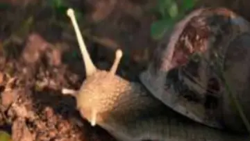 Задник к фильму "The Left Hand Snail" #822379