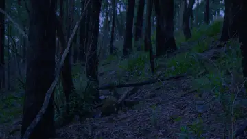Задник к фильму "FOREST" #846789