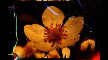 Задник к фильму "À fleur de cendres" #1196353
