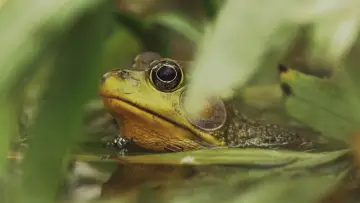 Задник к фильму "Understanding Myself as an Amphibian" #846305