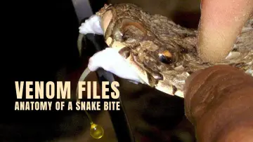 Задник к фильму "Venom File - Anatomy of a snake bite" #878167