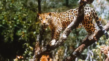 Задник к фильму "Jungle Cat" #1873646