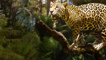 Задник к фильму "Jungle Cat" #1873647