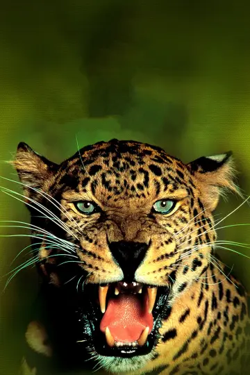 Постер к фильму "Jungle Cat" #1873654