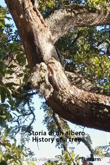 Storia Di Un Albero