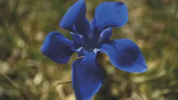Задник к фильму "Gentian Sprite" #927085