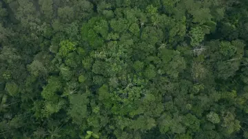 Задник к фильму "Eat More Trees" #928063