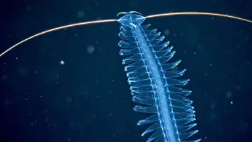 Задник к фильму "Abysses, la face cachée des océans" #915368