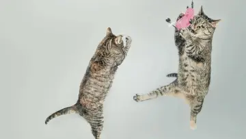 Задник к фильму "CatVideoFest 2026" #1630933