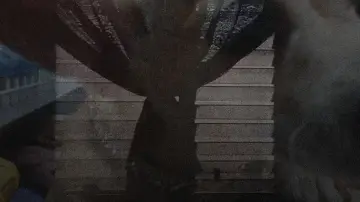 Задник к фильму "Pet Shop" #914390