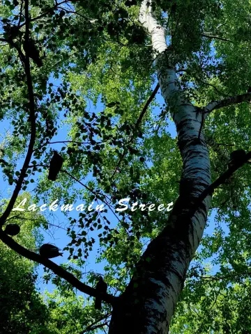 Постер к фильму "Lackmain Street" #921853