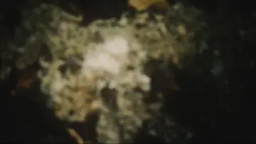 Задник к фильму "Not All Dogs Go To Heaven" #958074