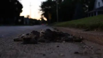 Задник к фильму "Roadkill" #929423
