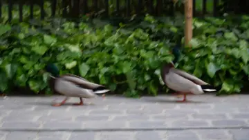Задник к фильму "Une balade au square des batignoles" #933970