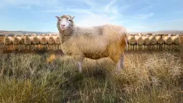 Задник к фильму "Dolly: The World