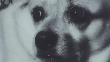 Задник к фильму "Adeline The Dog!" #957469