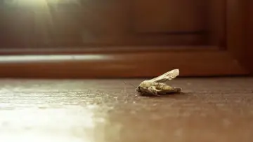 Задник к фильму "MothBlight" #955914
