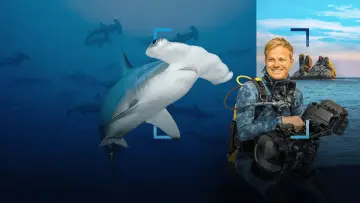 Задник к фильму "Hammerhead Sharks Up Close with Bertie Gregory" #955586