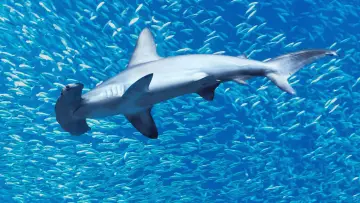 Задник к фильму "Hammerhead Sharks Up Close with Bertie Gregory" #955587