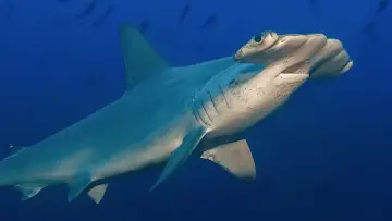 Задник к фильму "Hammerhead Sharks Up Close with Bertie Gregory" #955588
